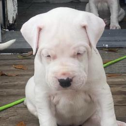 Green female - White female Dogo Argentino puppy in Winter Haven, Florida from Wayward’s Dogos and Spellbound Greyhounds