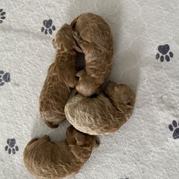 Boy 2 - Apricot male Poodle puppy in Bettendorf, Iowa from Red Door Poodles