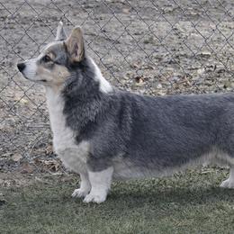 Bluey - Pembroke Welsh Corgi