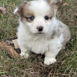 Ivy - Red female Pembroke Welsh Corgi puppy in Mount Carmel, Tennessee from Hidden View Farm