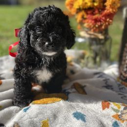 Maltipoo Puppies from Awwws&Pawws
