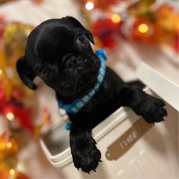 'Schroeder' Black boy 2 - Black male Pug puppy in Onalaska, Washington from Cupid’s Pugs