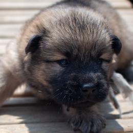 Bambi - Grey Collar - Fawn female Eurasier puppy in Lakewood, Ohio from Exquisite Eurasier