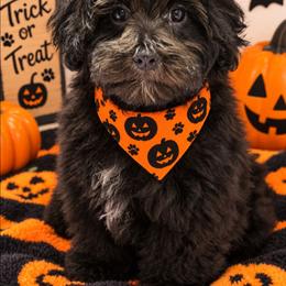 Renzo - Black male Maltipoo puppy in Lebanon, Kentucky from Mosaic Merle Doodles