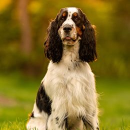 Gracie - English Springer Spaniel