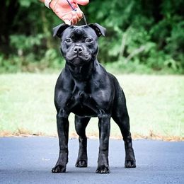 Girl 1 - Black Staffordshire Bull Terrier puppy in Belleville, Illinois from Takedown Staffords
