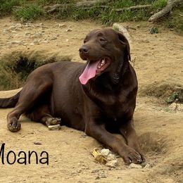 Mona - Labrador Retriever