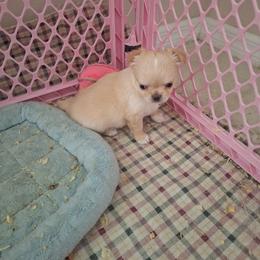 Red Boy 1 - Red and white male Chihuahua puppy in Haines City, Florida from Kassafina Kennel