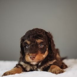 Linen - Brown male Bernedoodle puppy in Caldwell, Idaho from Boise Doodle Co.