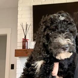 Bernedoodle Puppies from Michelle Green