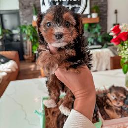 Bernedoodle, Cavapoo, Cavapoochon, Goldendoodle, Poodle, and Yorkipoo Puppies from Anchor Dogs