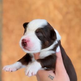 Piper AKC - Red tri-color female Australian Shepherd puppy in Polk City, Florida from Skaky Shepherds