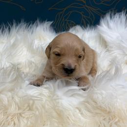 Hashbrown - Golden male Golden Retriever puppy in Oak Hill, Florida from Swingin T Ranch LLC