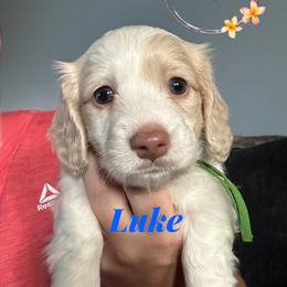 Luke - Cream male Dachshund puppy in Kissimmee, Florida from Dazzling Frenchies and Doxies