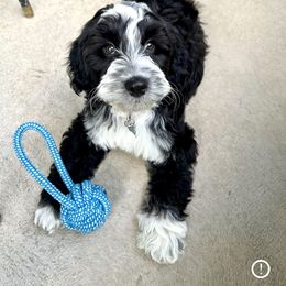 Australian Labradoodle Puppies from Grand Peaks Labradoodles