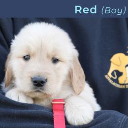 Red (male) - Golden male Golden Retriever puppy in Mills River, North Carolina from Appalachian Dog Training LLC