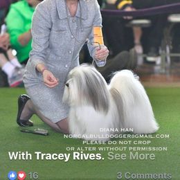 Havanese from Heart 2 Heart Havanese