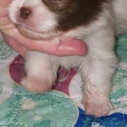 Rose - Chocolate parti female Pomeranian puppy in Weatherford, Texas from Jeweled Poms