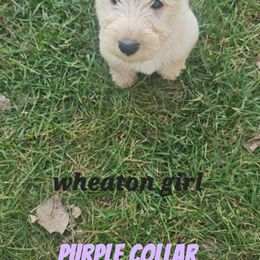 Purple collar - Wheaten female Scottish Terrier puppy in Oakley, Michigan from Kassie Lindsay
