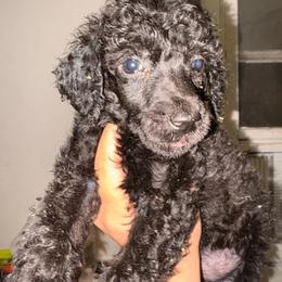 Nimbus - Black male Poodle puppy in Toledo, Ohio from Exquisite Dalmatians & Standard Poodles