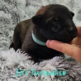 Jo's Turquoise - Mahogany male Belgian Malinois puppy in Berry, Alabama from North River k9