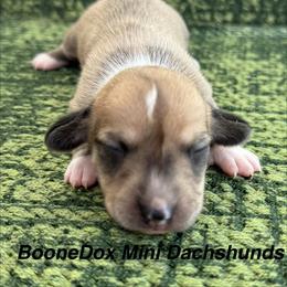Lisa Marie - Cream female Dachshund puppy in Lexington, Oklahoma from BooneDox Miniature Dachshunds