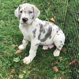 Great Dane Puppies from Country Danes