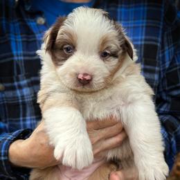 Holly - Red merle female Australian Shepherd puppy in Lexington, South Carolina from Lightspeed Kennels