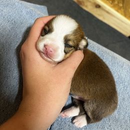 Red Boy 3 - Red male Pembroke Welsh Corgi puppy in De Witt, Arkansas from Western Plains Kennel
