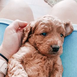 Goldendoodle and Poodle Puppies from Oodles of Doodles Ut
