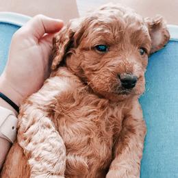 Goldendoodle and Poodle Puppies from Oodles of Doodles Ut