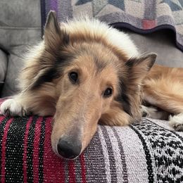 Dutchess - Collie