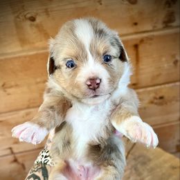 Hank - Red merle male Toy Australian Shepherd puppy in Tulare, California from Maze Farms