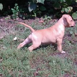 American Staffordshire Terrier Puppies from GrinNation Noble Am Staffs