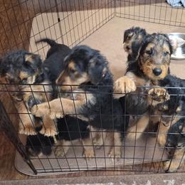 Airedale Terrier puppies from Donpanaire Airedales