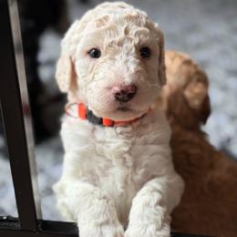 Sprinkles - Cream female Poodle puppy in Otto, North Carolina from Wild Suns Farm