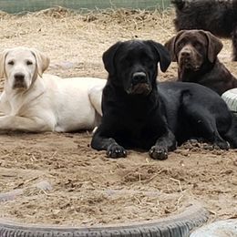 Labrador Retrievers from B&L Chocolate Farm