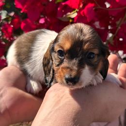 Romeo - AKC - Piebald male Dachshund puppy in Englewood, Florida from Dach of Doxies