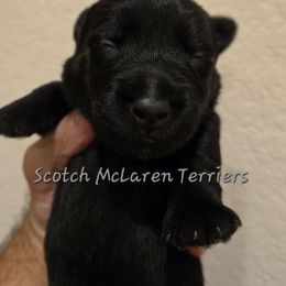 Male1 - Black male Scottish Terrier puppy in Conroe, Texas from Scotch McLaren Terriers