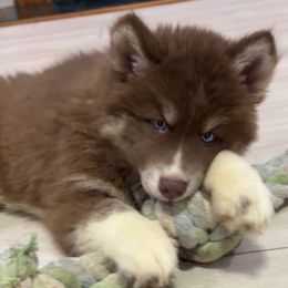 AKC Mocha - Red and white male Siberian Husky puppy in Centreville, Maryland from Huskies By the Bay