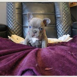 Girl 2 - Brindle and white female French Bulldog puppy in North Branch, Minnesota from Halverson Bulldogges