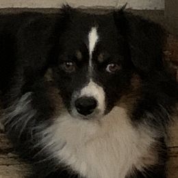 Assorted Doodle Crosses and Toy Australian Shepherds from K-S Toy and Mini Aussies