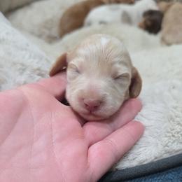 Cream boy - Cream male Dachshund puppy in West Plains, Missouri from Spring Creek Dachshunds