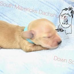 Dark cream boy - Cream male Dachshund puppy in Seminary, Mississippi from Down South Mavericks Dachshunds