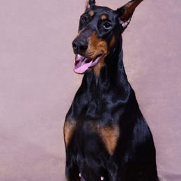 Edge - Doberman Pinscher