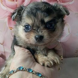 Tin'sel - Blue merle female Chihuahua puppy in Redding, California from Akc ivy league chihuahua .  Com
