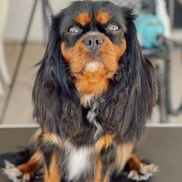Daisy - Cavalier King Charles Spaniel