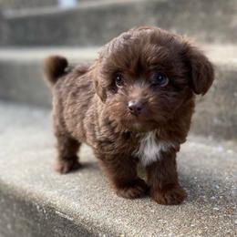 Puppy 1 - Brown and white female Aussiedoodle puppy in Spring Hill, Tennessee from Duke's Mini & Toy Australian Shepherds & Aussiedoodles