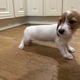 Clover - Red female Dachshund puppy in Gainesville, Georgia from Emory Farms
