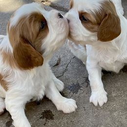 Cavachons, Cavalier King Charles Spaniels, Cavapoos, and Poodles from Tinkerpups